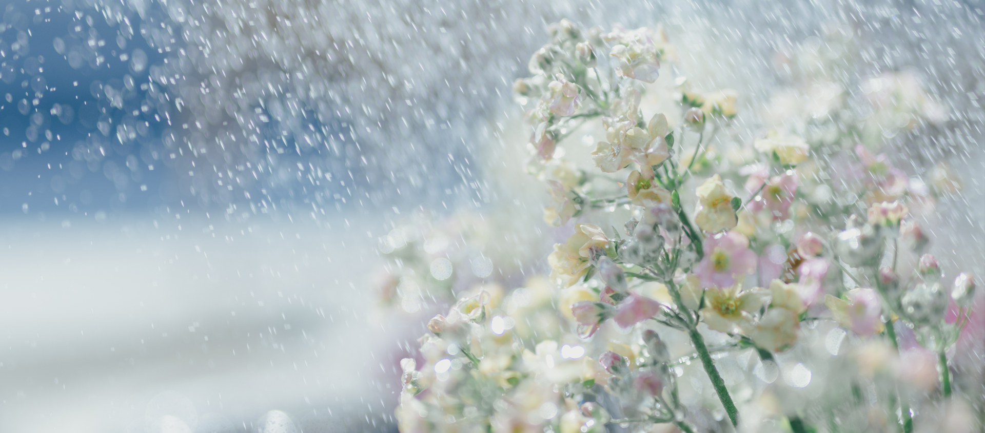 メリーで水やりされている白い花